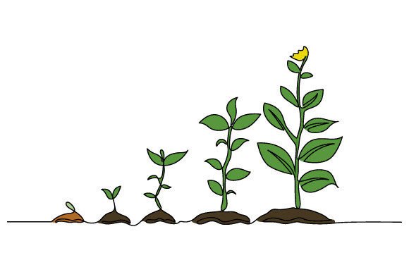 Download One Line Drawing Infographic Tree Vector - Vector Collection