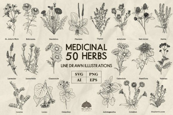Download Medicinal Herbs Line Art Svg Png Vector - Vector Collection